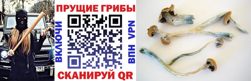 Псилоцибиновые грибы мицелий  kraken маркетплейс  Чекалин  дарнет шоп 